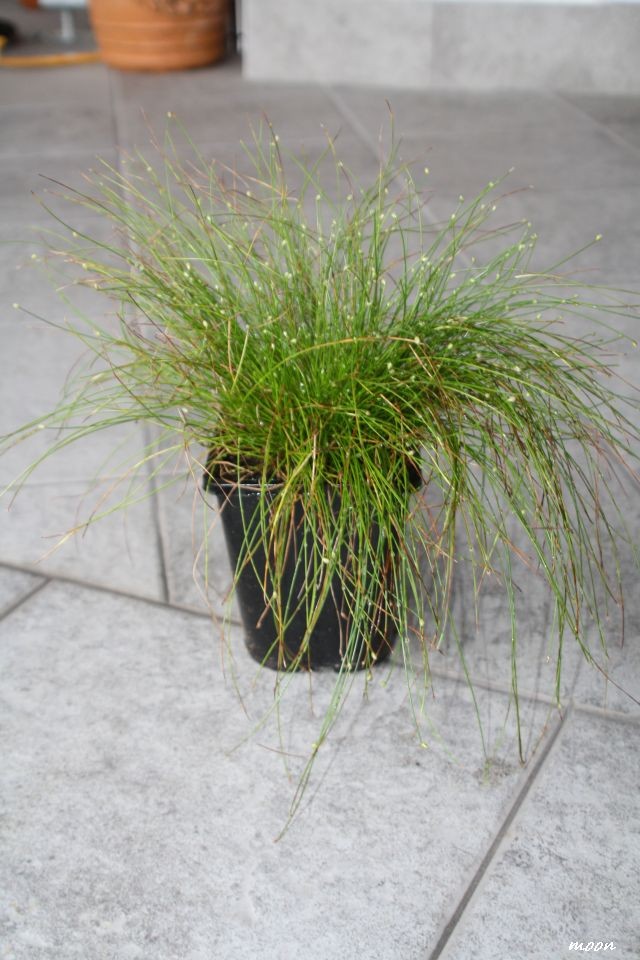 Isolepis cernua
